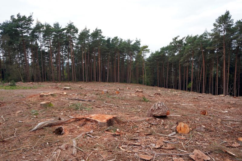 Site After Tree Removal