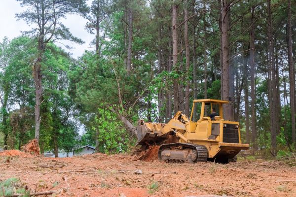 Cost of Forestry Clearing in Georgetown