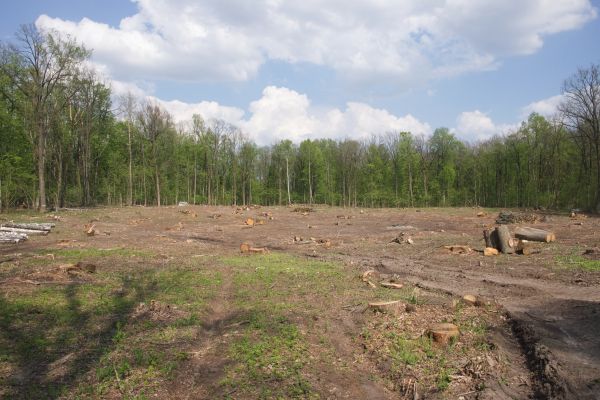 Cost of Pasture Clearing in Georgetown