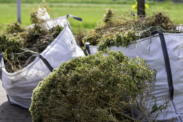 Cost of Bushes Clearing in Georgetown